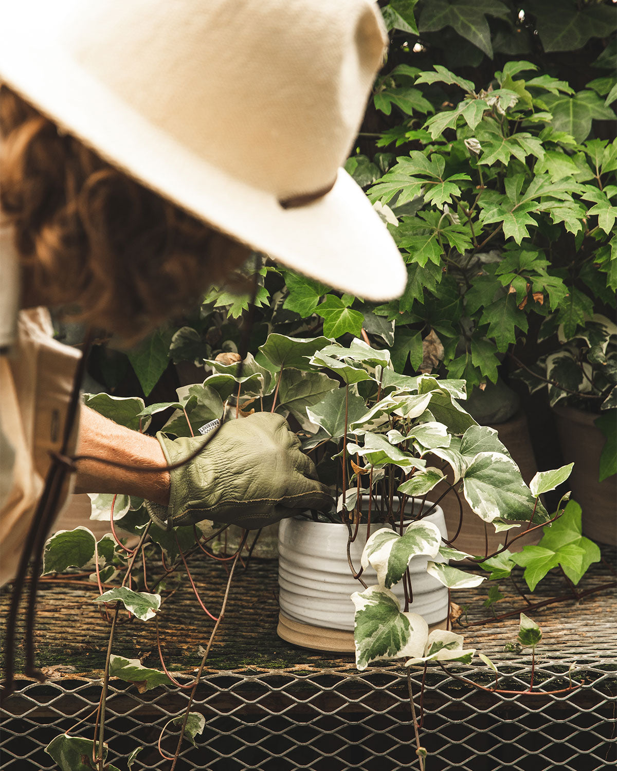 Father's Day gardener tending plant