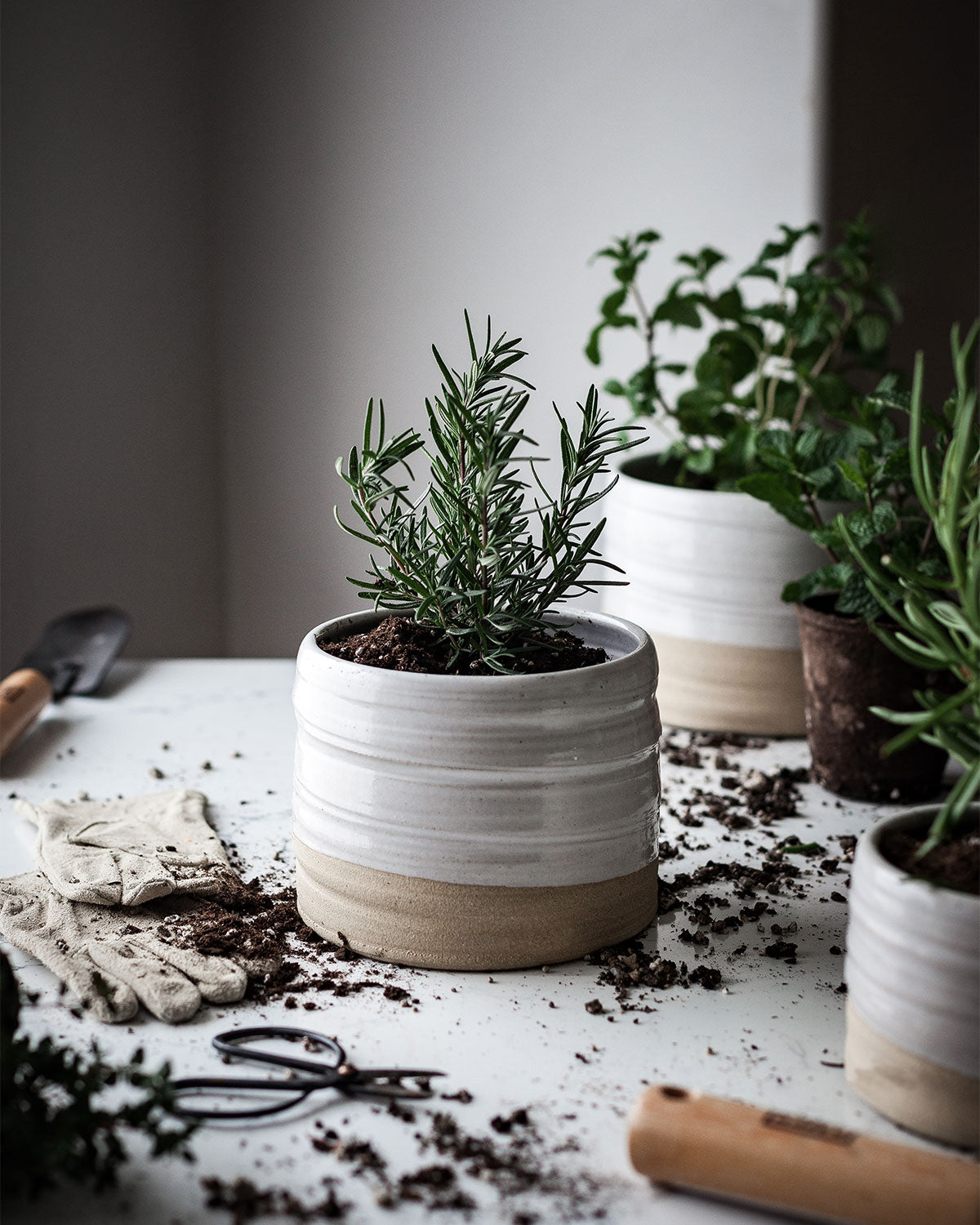Garden pot with rosemary plant, lifestyle image.