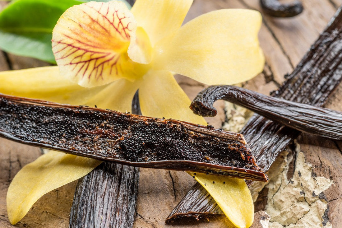 Vanilla orchid and pods used to illustrate vanilla perfume notes