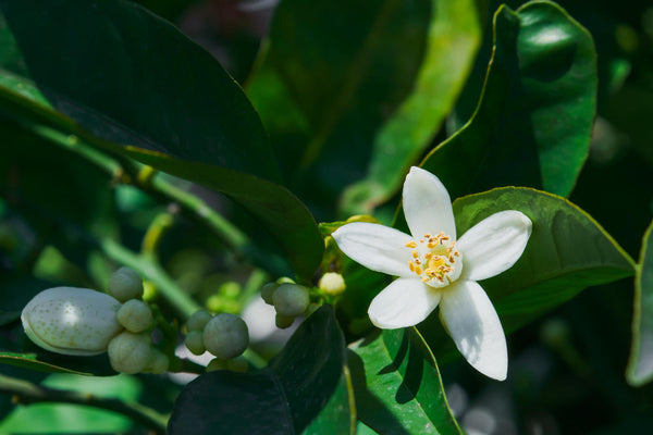 What Does Neroli Smell Like in Perfume?