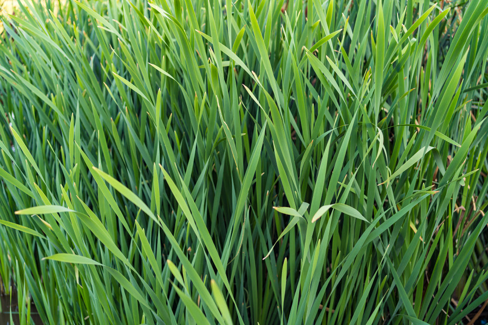 What Does Vetiver Smell Like in Perfume?