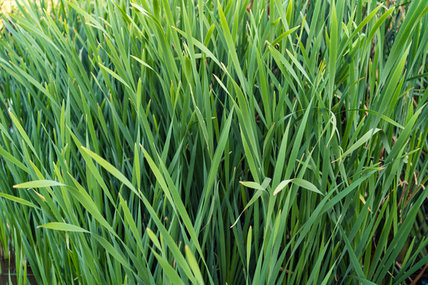 What Does Vetiver Smell Like in Perfume?