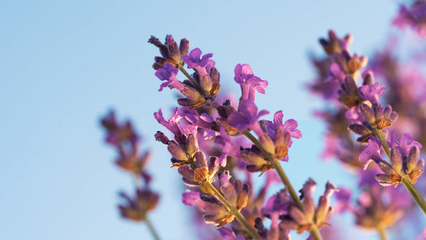 What Does Patchouli Smell Like in Perfume?