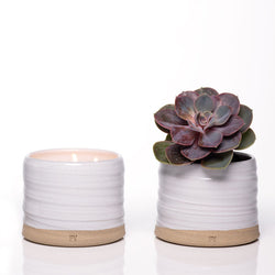 Handpoured Vermont candles and succulent in white ceramic.