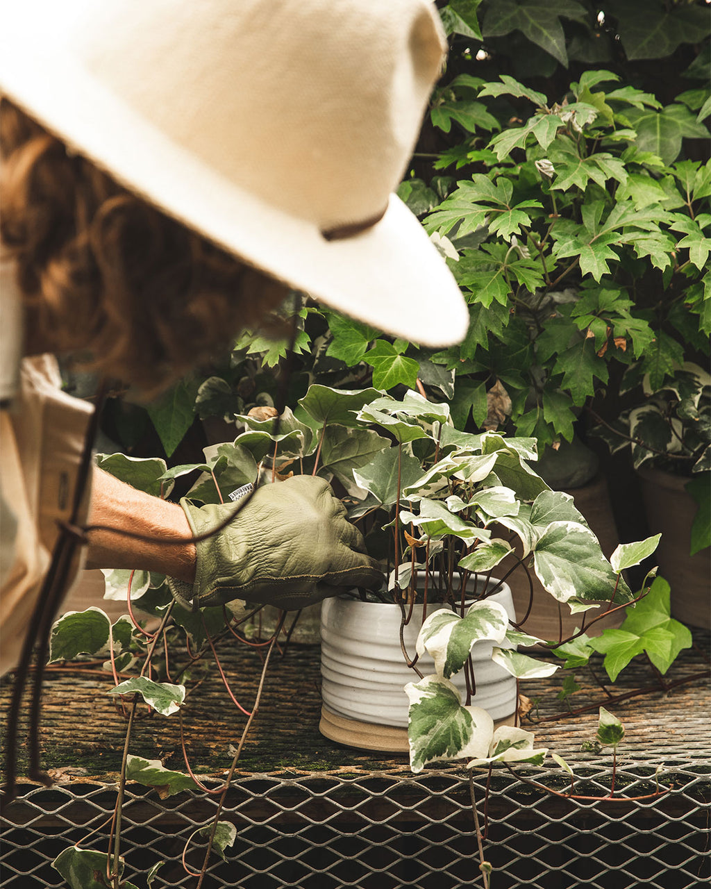 man tending to potted ivy plant