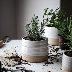 Garden pot with rosemary plant, lifestyle image.